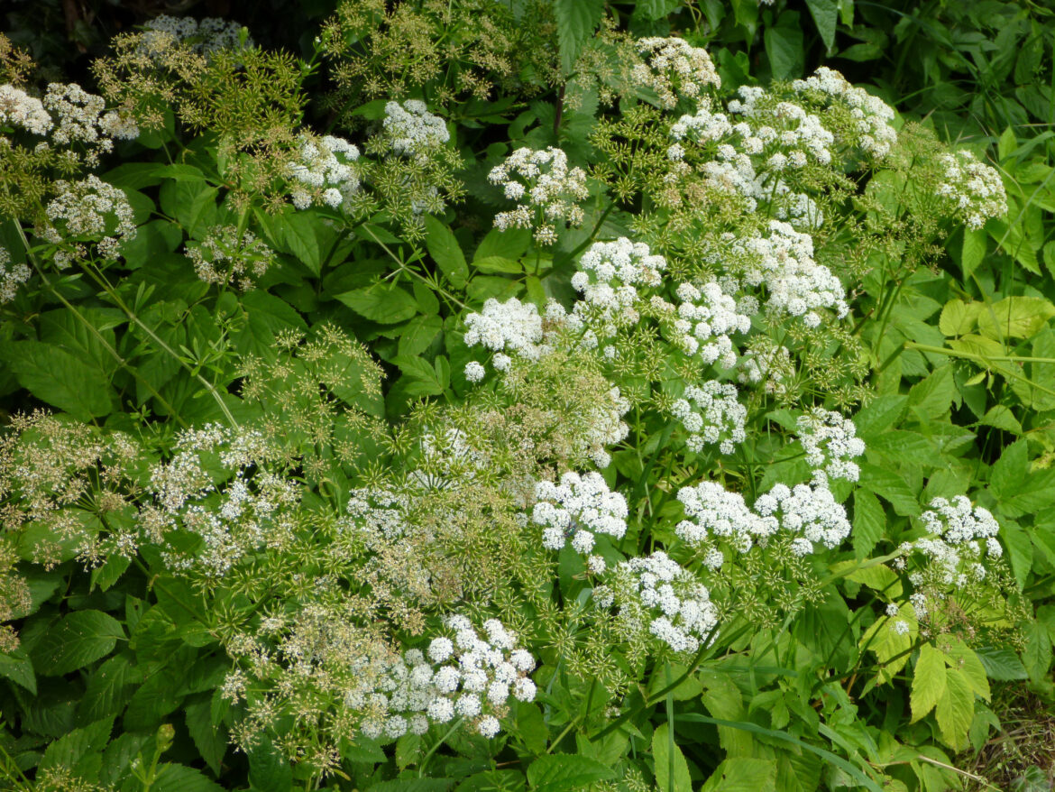 Qu'est-ce que Lego Pod ?