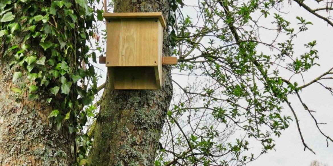 Qu'est-ce que la chauve souris mange ?