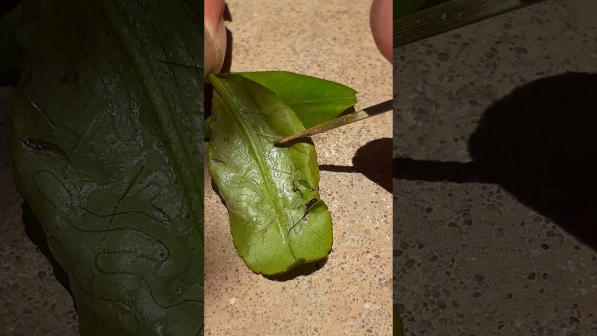 Qu'est-ce que la mouche mineuse ?