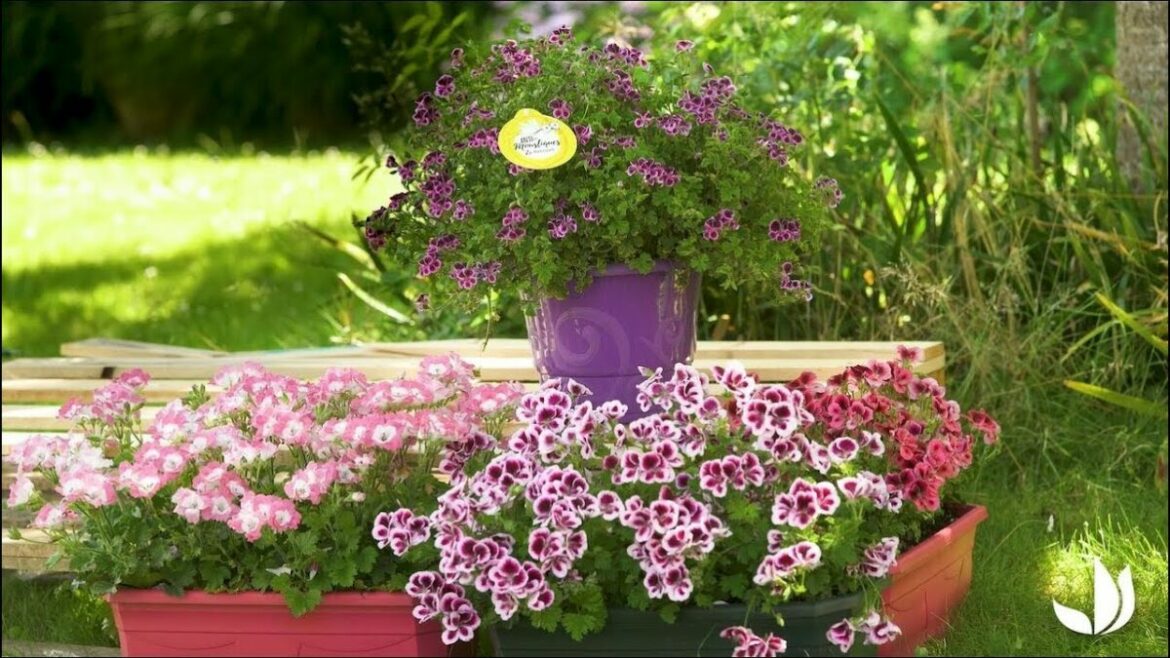 Qu'est-ce que les moustiques détestent ?