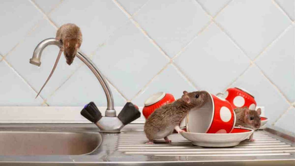 Qu'est-ce que les rats détestent ?