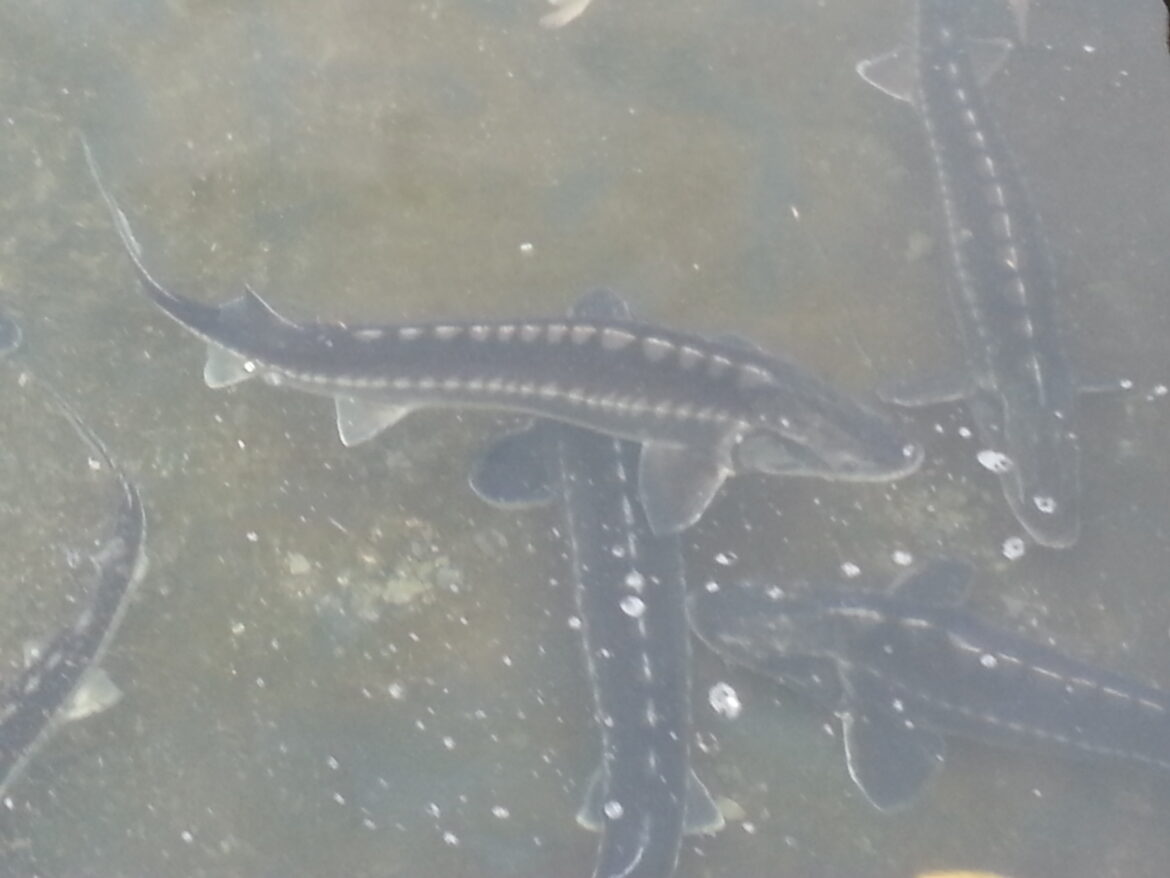 Qu'est-ce que mange un esturgeon ?