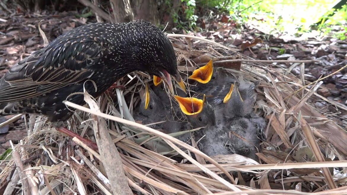 Qu'est-ce que mange un jeune merle ?