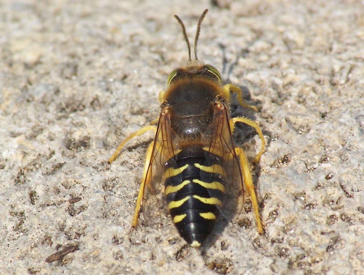 Qu'est-ce qui attire les guêpes noires ?