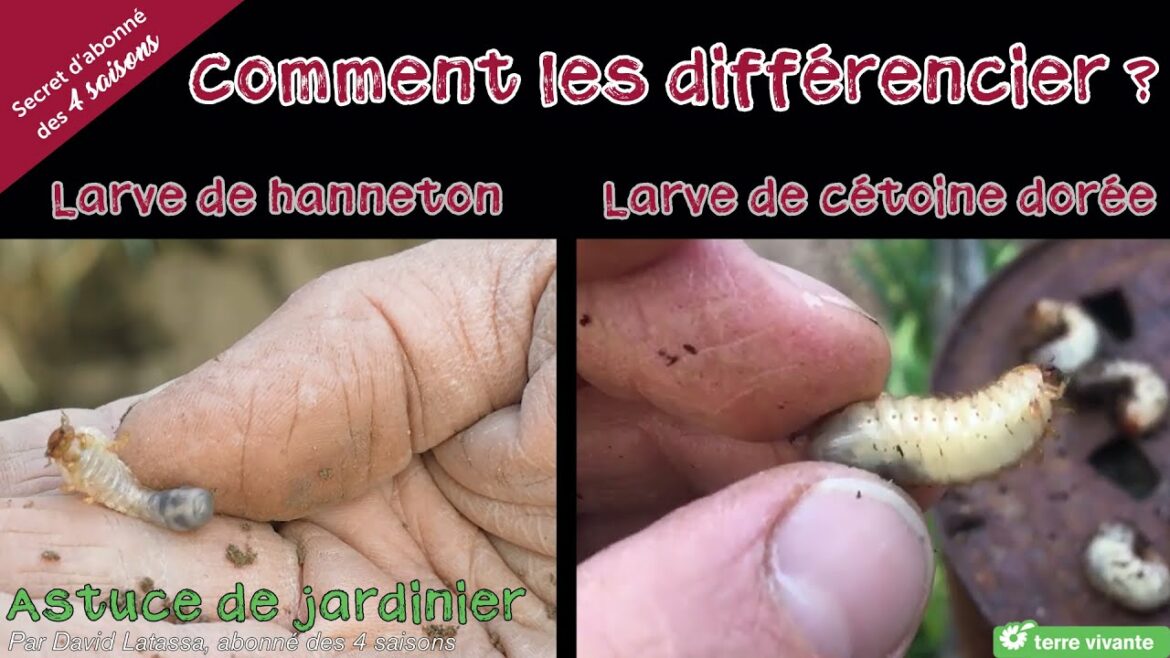 Qu'est-ce qui attire les hannetons ?