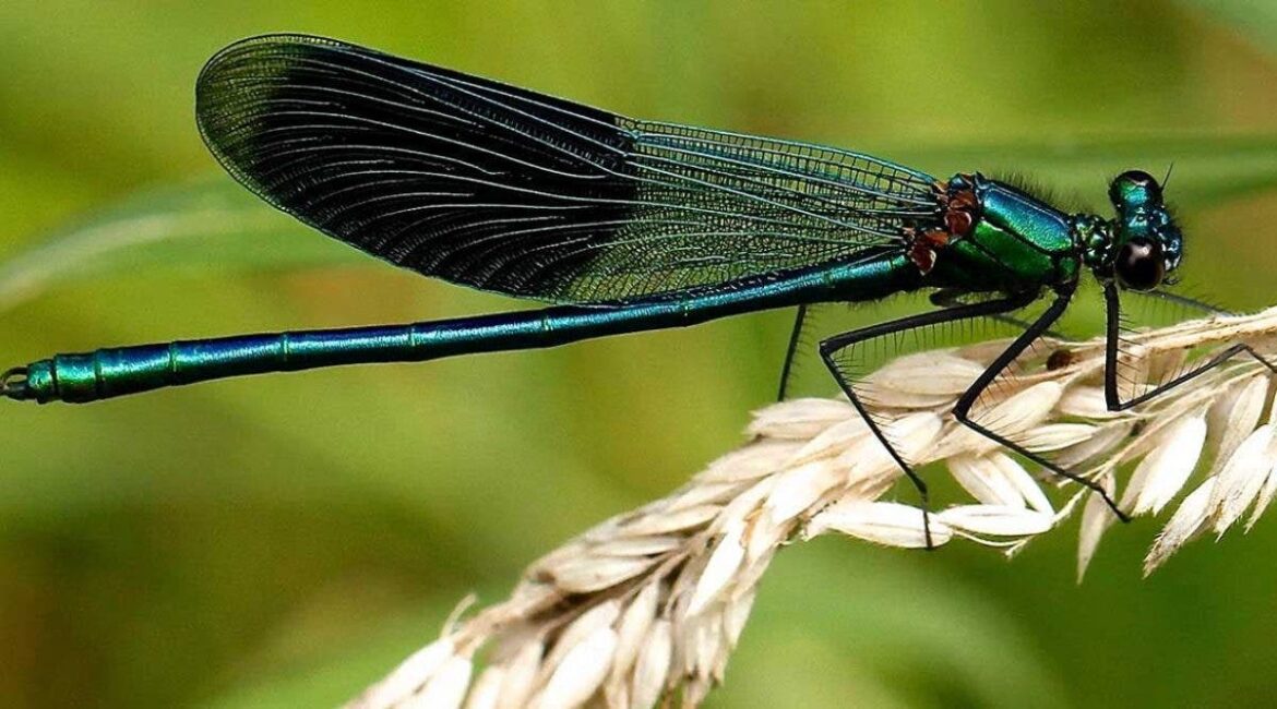 Qu'est-ce qui attire les libellules ?