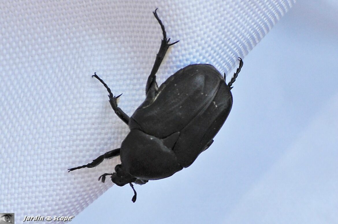 Qu'est-ce qui attire les scarabées ?