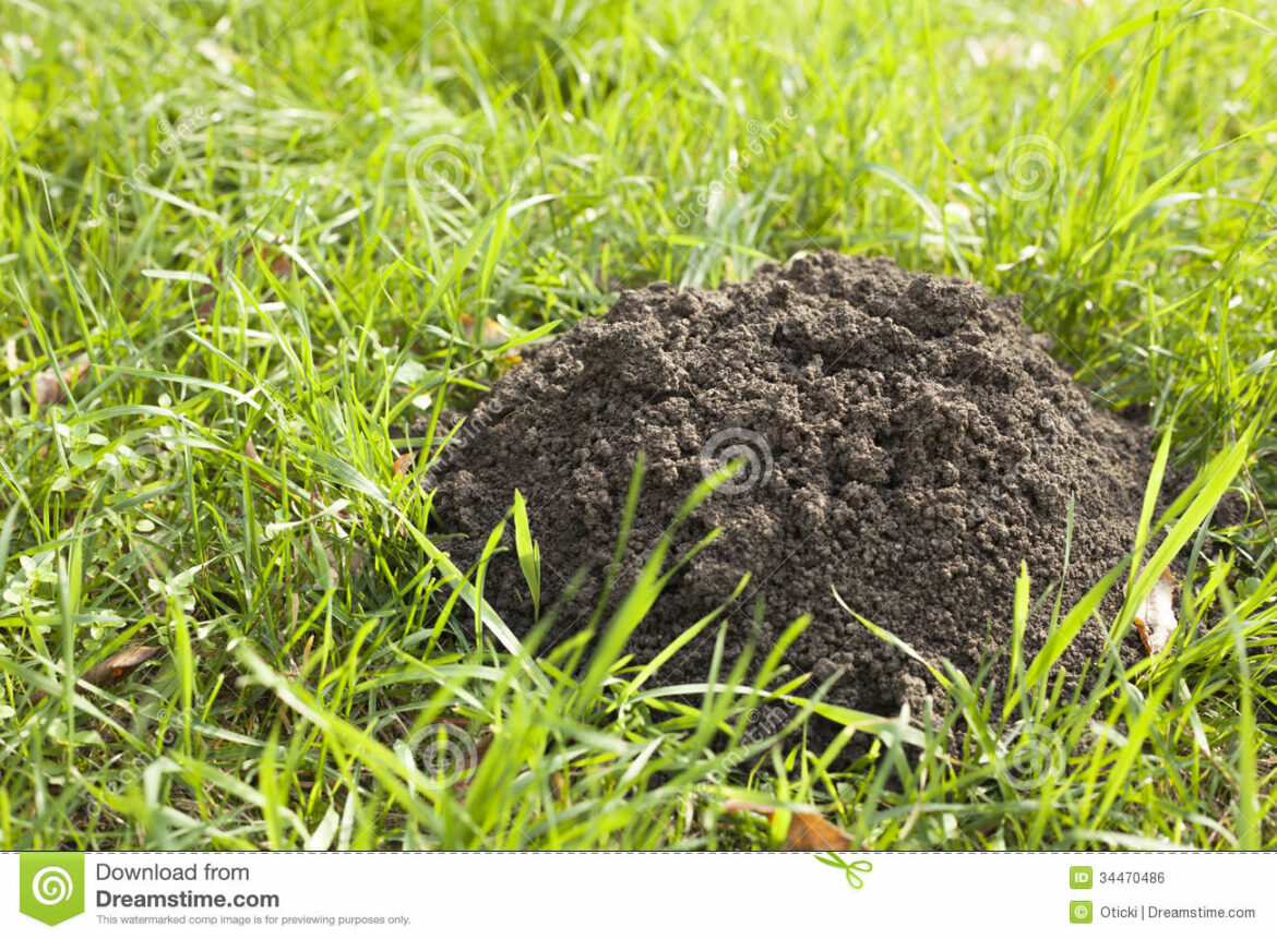 Qu'est-ce qui attire les taupes ?