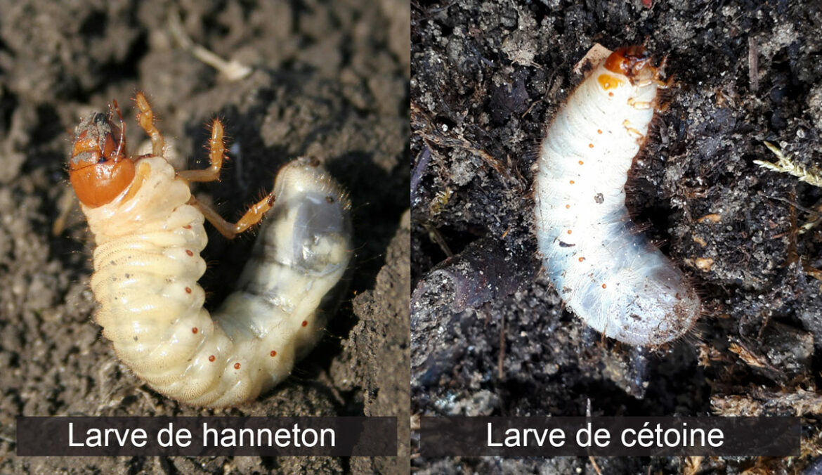 Qu'est-ce qui attire les vers blancs ?