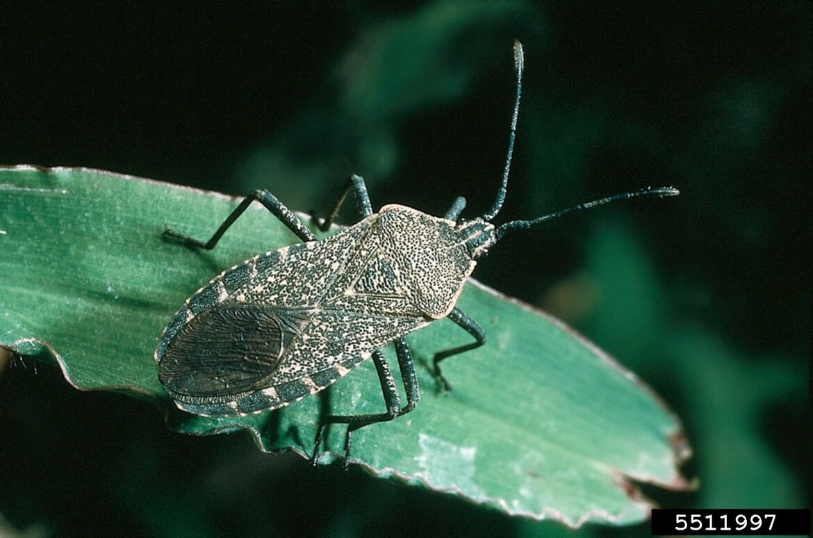Qu'est-ce qui fait fuir les punaises ?