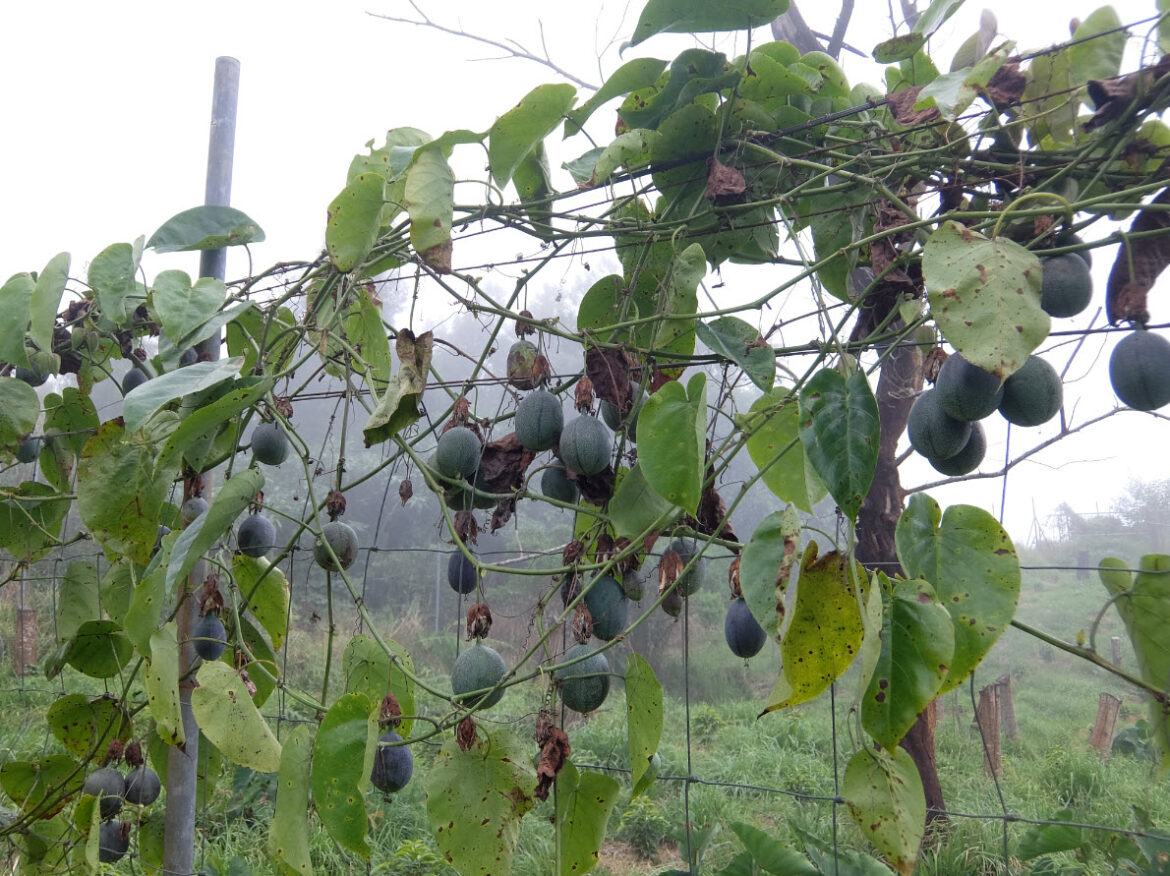 Qu'est-ce qui se marie bien avec l'orange ?