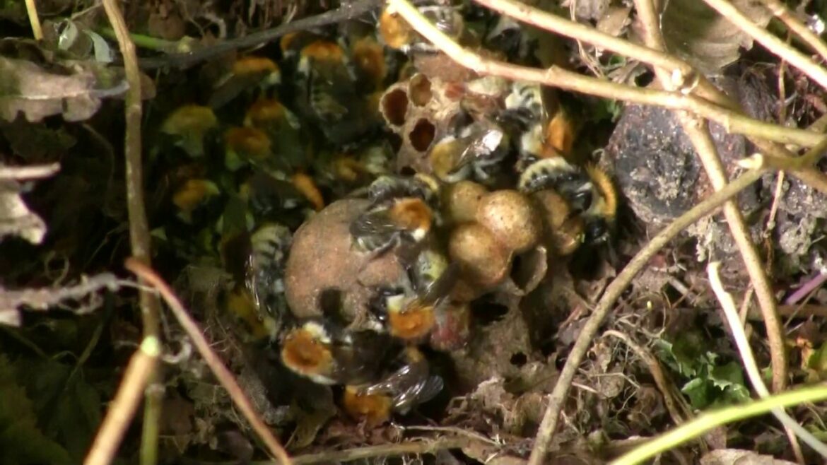 Qui enlève les nids de bourdon ?