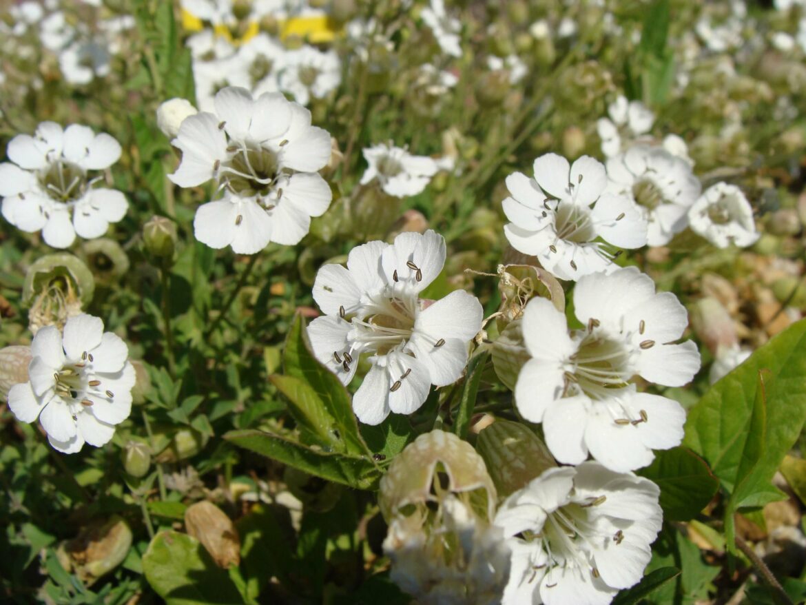 Qui est Silene dans la mythologie ?