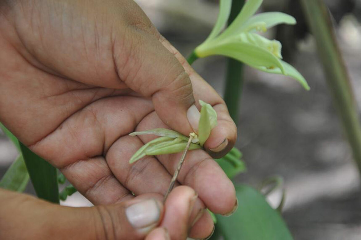 Qui est le premier producteur de vanille au monde ?
