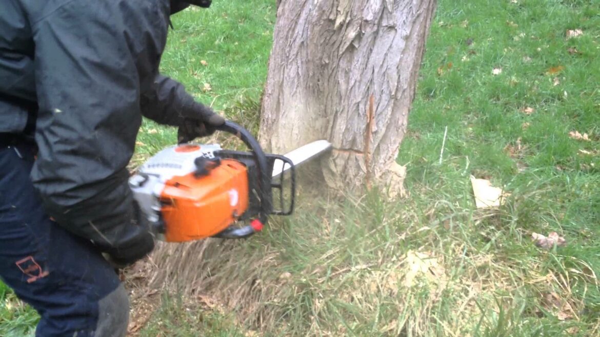 Qui est responsable des arbres ?