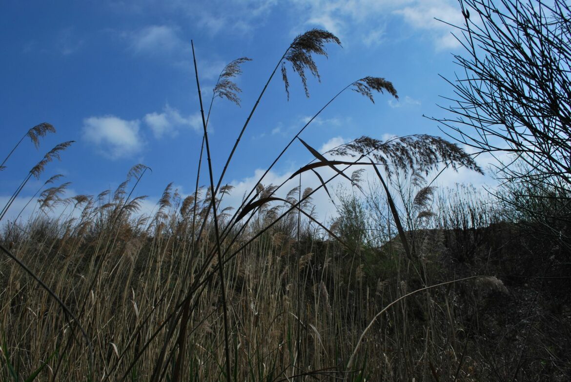Qui mange des roseaux ?