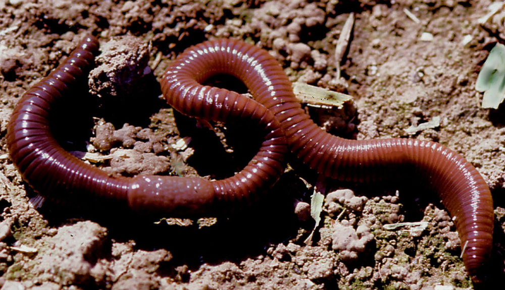 Дождевой тип. Красный червь (Lumbricus rubellus. Кольчатые черви дождевые. Червь Земляной (Lumbricus terrestris).