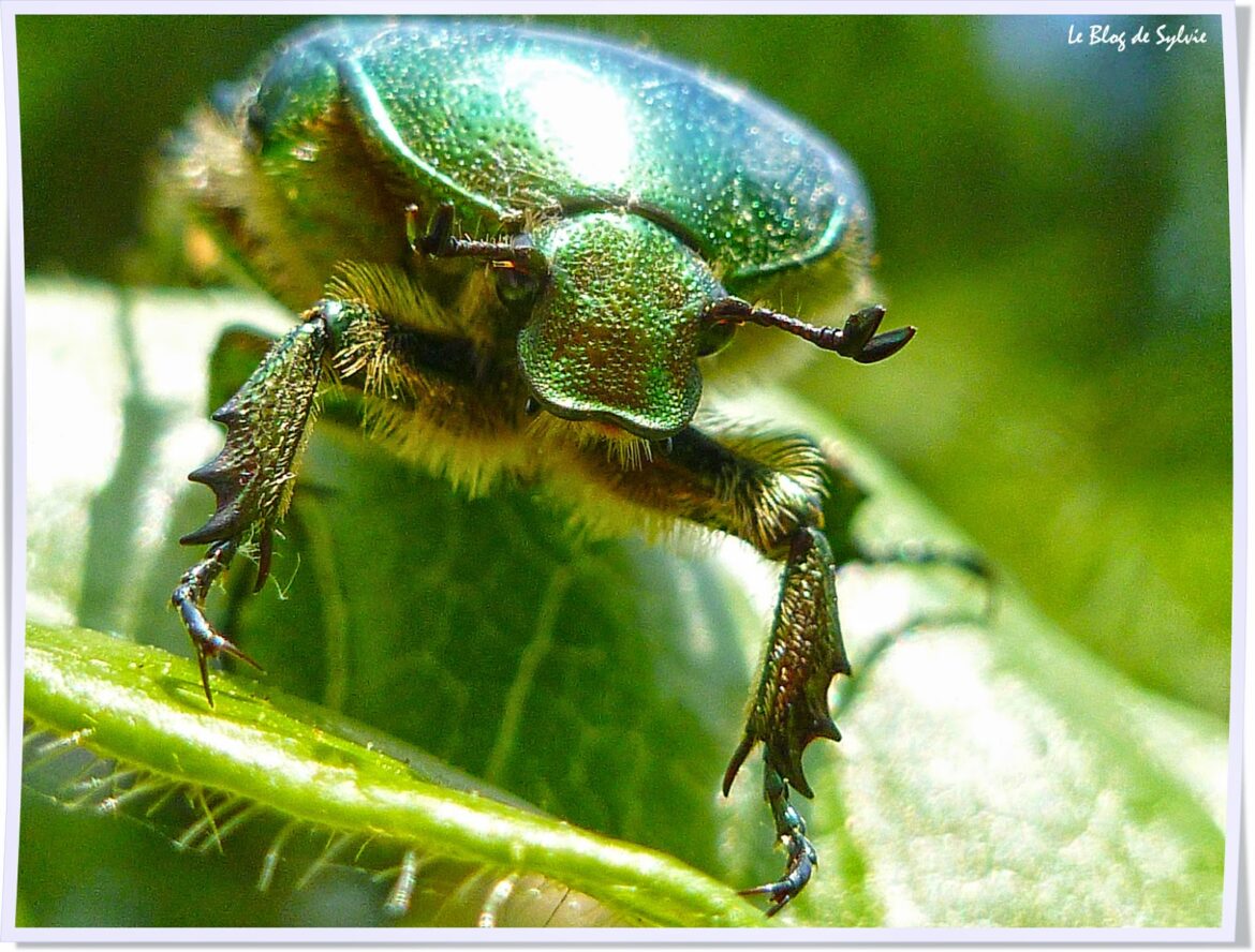 Qui mange les larves de cétoine ?