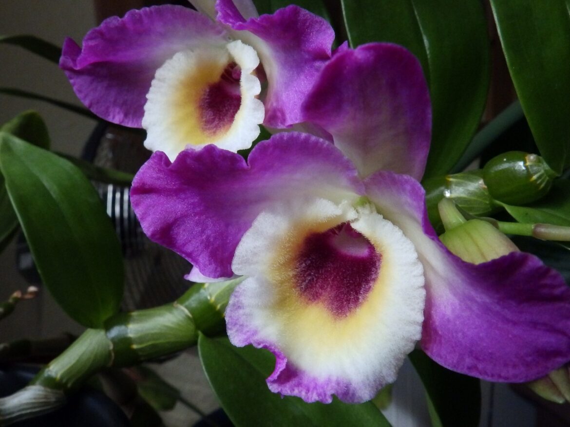 Why is Dendrobium nobile not flowering?